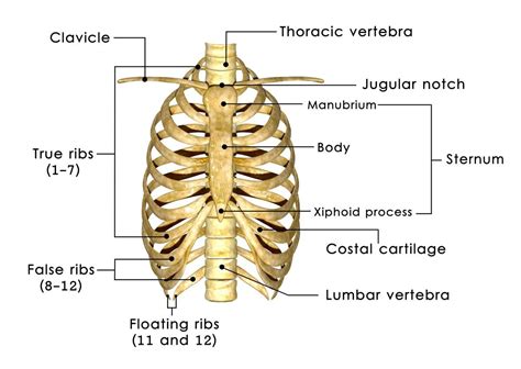 how many ribs human body have|Rib .
